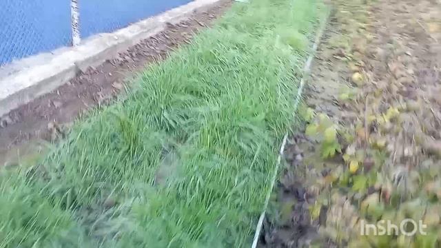 ХРИЗАНТЕМЫ ИЗ ЧЕРЕНКОВ.ДАЧА.ВЫБИРАЮ МЕСТО📍04. 12.25 смотреть онлайн