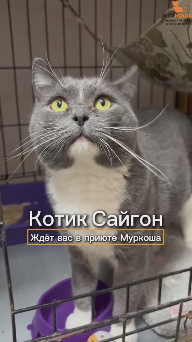 Сайгон (уже дома) смотреть онлайн