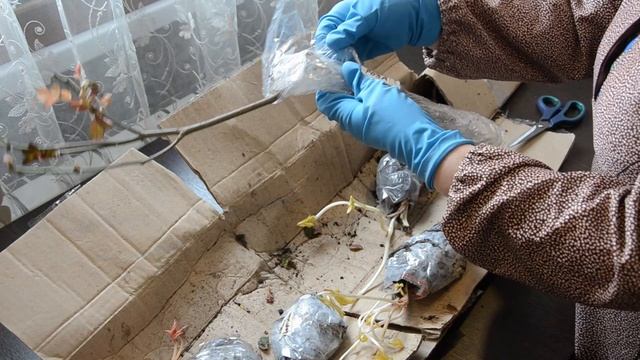 Обзор посылки с пионами от ЭКО САД-24 смотреть онлайн