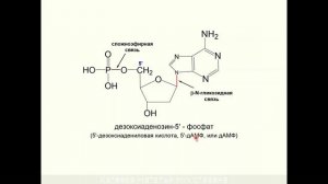 ЛЕКЦИЯ 7. НУКЛЕИНОВЫЕ КИСЛОТЫ