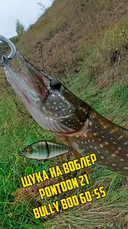 Щука на воблер Pontoon 21 Bully Boo 60 SS (карась)