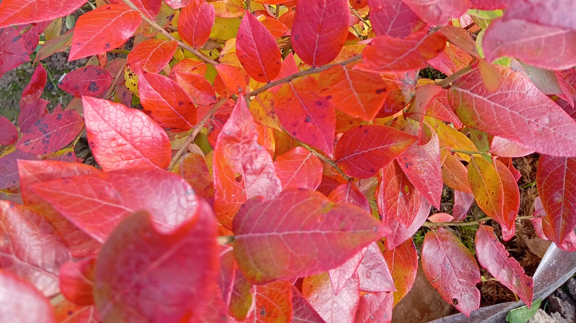 VID_20251007_105459     Осенний сад 2025г.