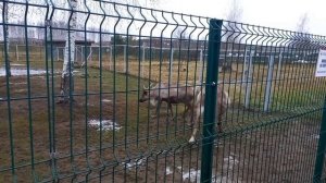 Хороший Ярославский зоопарк 30.11.25.