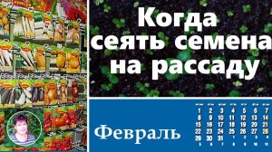 Как правильно рассчитать сроки посева семян на рассаду для разных регионов