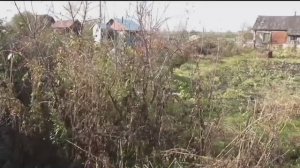 Удаление пеньков от деревьев и кустарников