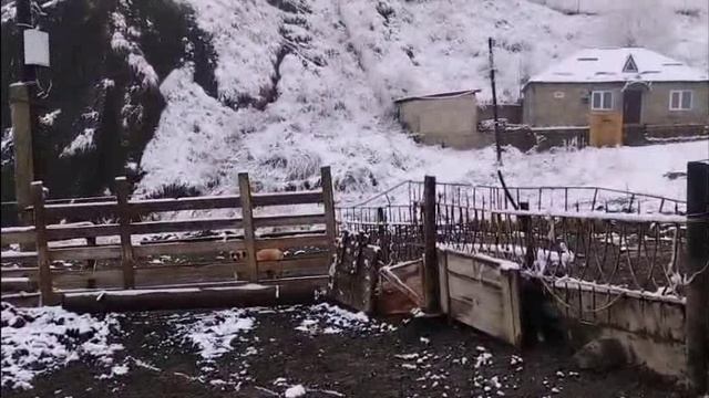 Экоферма Кунцалу. Дагестан. Кулинский район