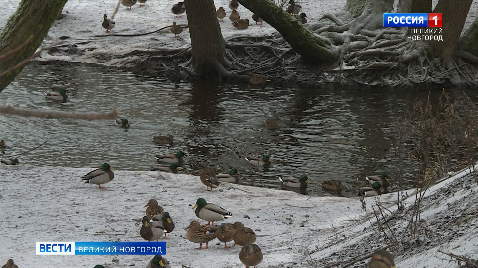 ГТРК СЛАВИЯ Вести Великий Новгород 04.12.25 смотреть онлайн
