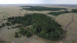 Памятник природы «Аландский бор»