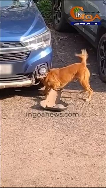 сабака сломала машину ради крысы