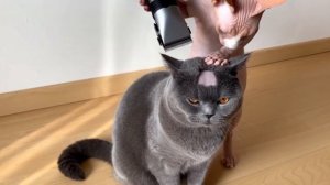 Кот бреет другого кота юмор приколы видео про кошек смотреть