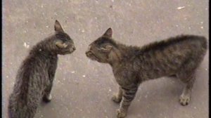 Коты дерутся (1997)