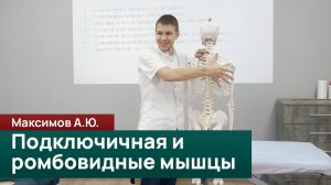 Подключичная и ромбовидные мышцы: функции, стабилизация и клиническая значимость. Максимов А.Ю.