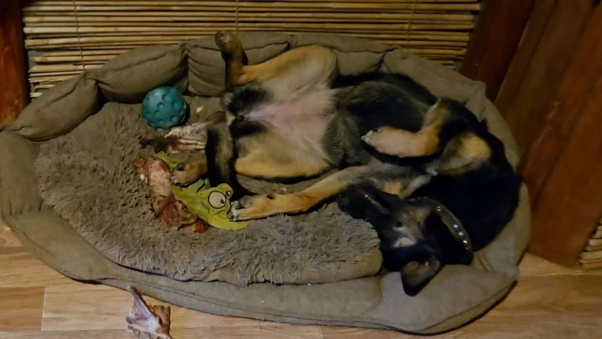 Беготня с телефоном, собаки-затворницы и загадочная коряга смотреть онлайн