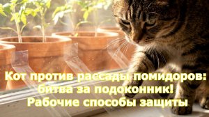 Кот против рассады помидоров, битва за подоконник! Много рабочих способов защиты!