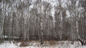 Очередная прогулка по зимнему лесу