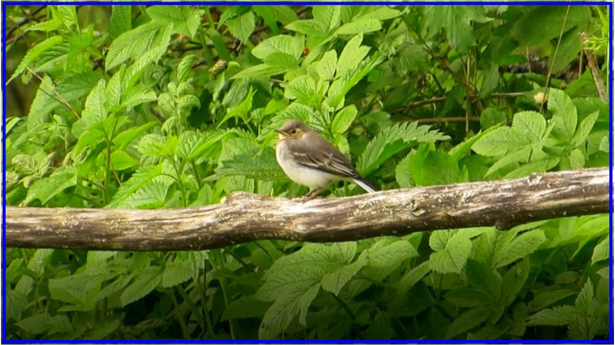 Птенчик смотреть онлайн