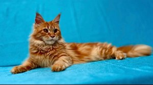 Эйва Чаритон Кун