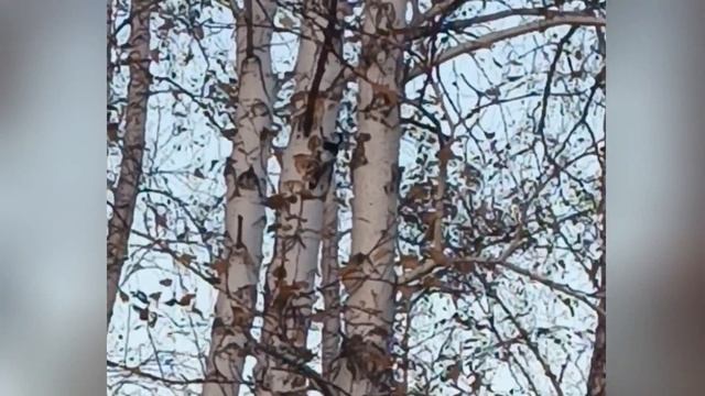 Удалось снять дятла, ух и шустрая птичка.🐦 смотреть онлайн