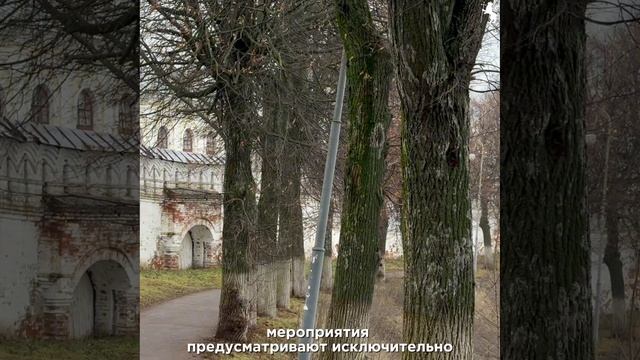 Заботимся о зелени города – важное о наших деревьях и борьбе со златкой! 🌳 смотреть онлайн