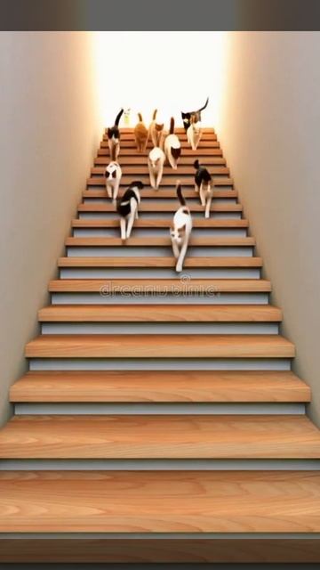 котики и коты  бегут по лестнице .mp4