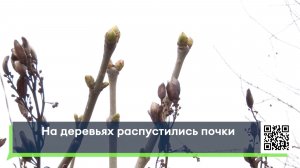 На деревьях распустились почки