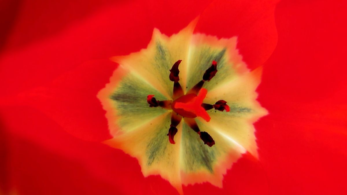 Тюльпан смотреть онлайн