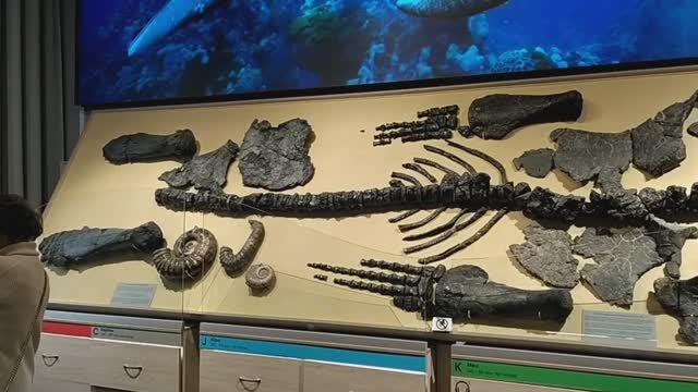 Ульяновский областной краеведческий музей имени И.А. Гончарова. 
Экспозиция «Древний мир»