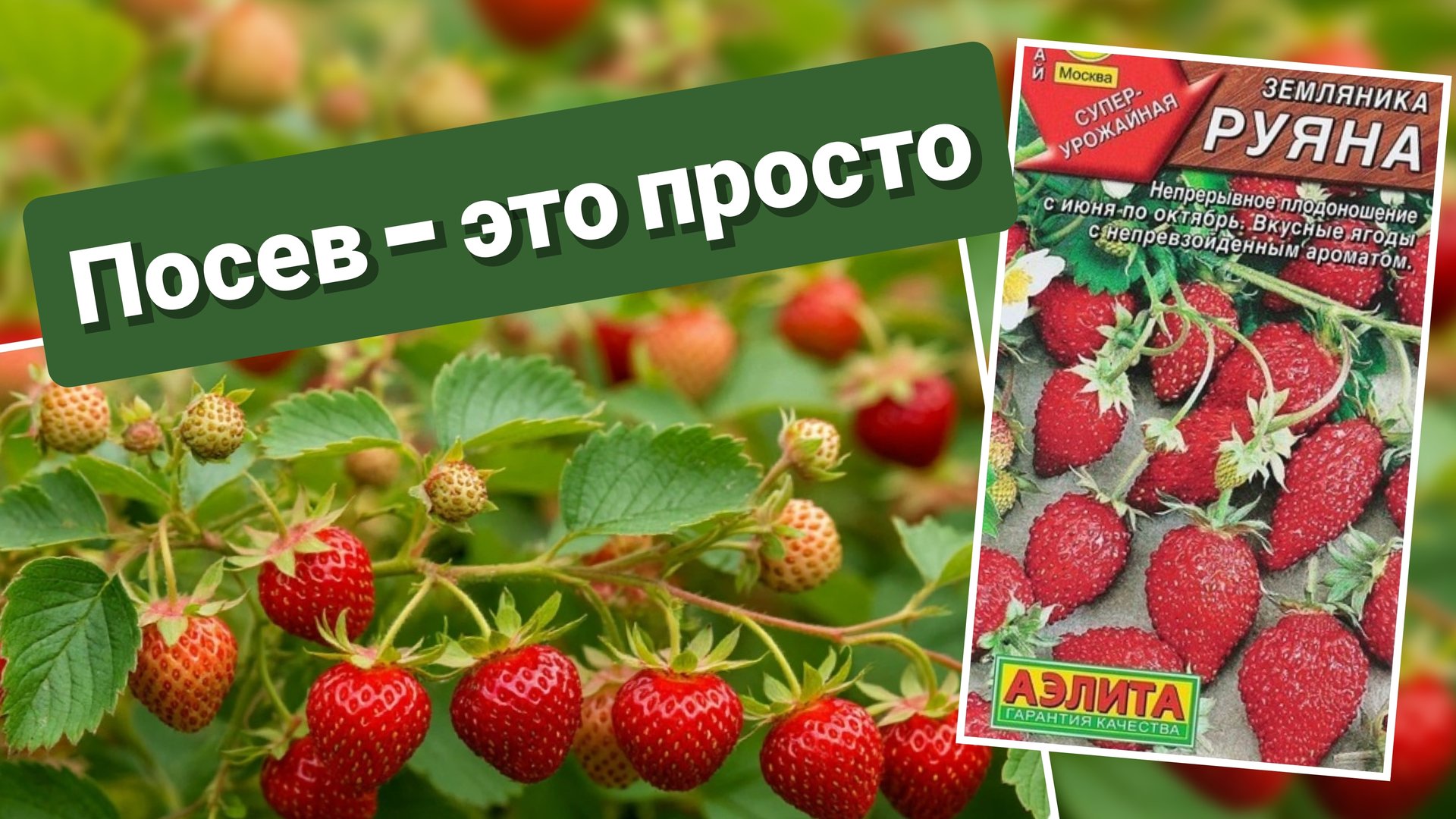 Посев мелкоплодной ремонтантной земляники смотреть онлайн