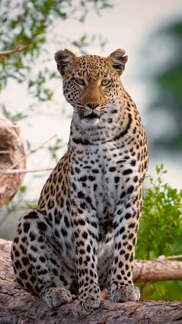 Красавец-леопард😻 смотреть онлайн