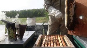 Осенние хлопоты пчеловода.