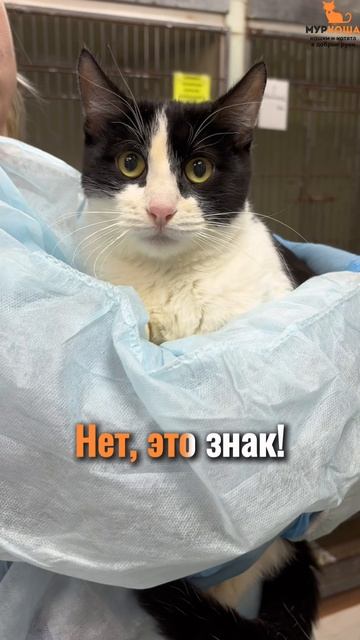 Денчик ждёт вас в приюте #Муркоша смотреть онлайн