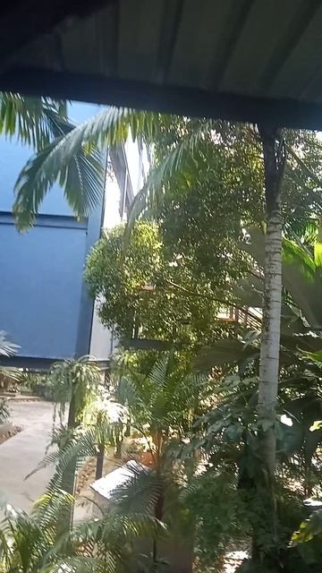 Таиланд говорит с тобой без слов Что скрывает Nong Nooch? смотреть онлайн