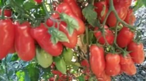 Фляшен томат