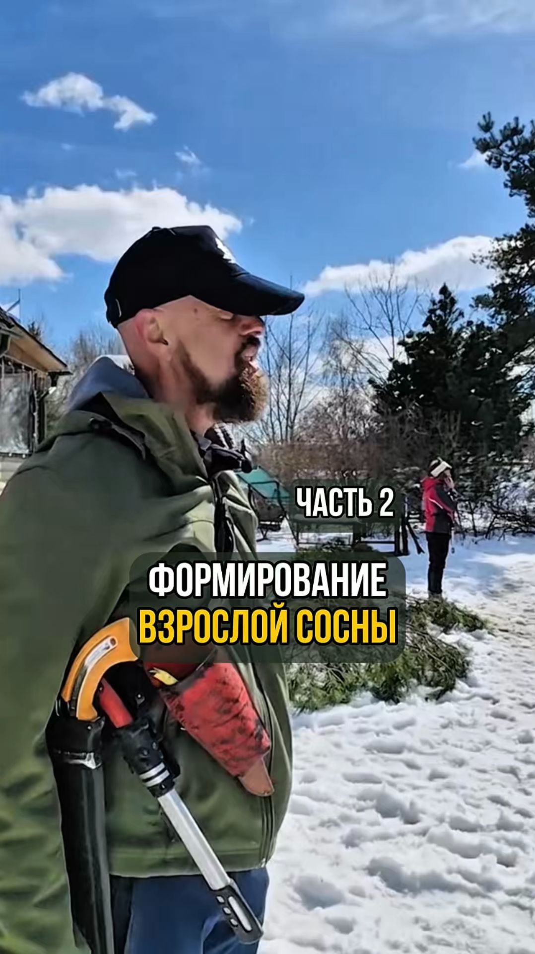 Формирование взрослой сосны. Часть 2 смотреть онлайн