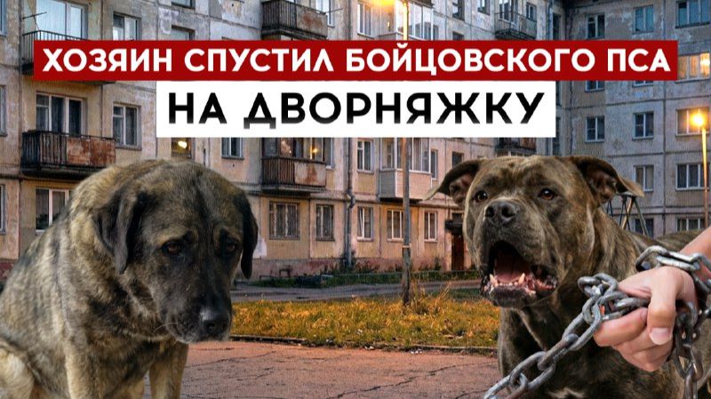 Хозяин спустил бойцовского пса на дворняжку смотреть онлайн