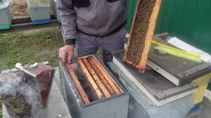 Работа с поздними отводками.