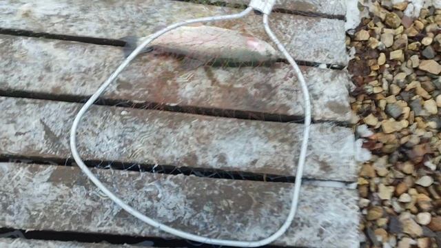 Основной водоём. Донка. смотреть онлайн