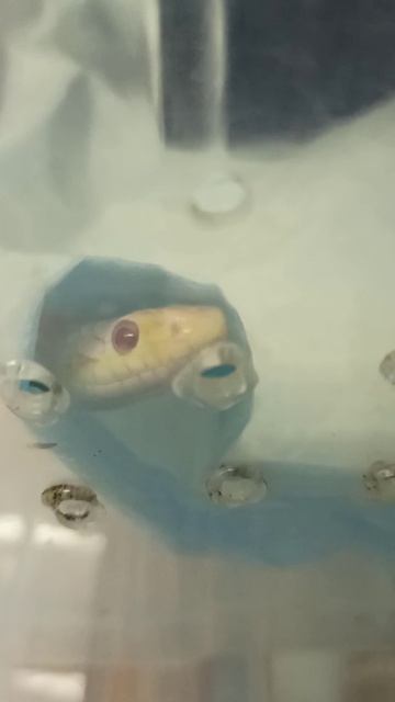 С Карамелькой скучно не бывает! 27 ноября 2025 г. смотреть онлайн