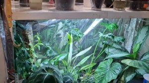 Обзор комнатных растений 2 часть 4.12 25