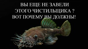 Сверхмощные и Стильные Аквариумные Чистильщики Анциструсы-Прилипалы