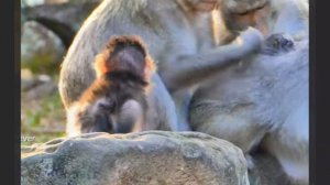 Детство baby monkey: мамка, няньки, их взрослые проблемы...   1000042262.mp4