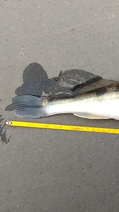 СУДАК НА СПИННИНГ НА РЕКЕ! смотреть онлайн