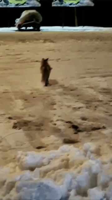 Лиса в Губахе. #лиса #губаха #зима #снег #fox #2025 #горнолыжка #сноуборд #snow #snowwhite #snowboar