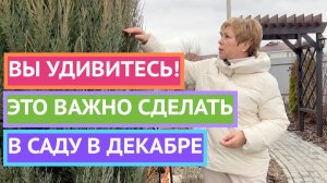 САД В ДЕКАБРЕ! УСПЕЙТЕ ЭТО СДЕЛАТЬ!
