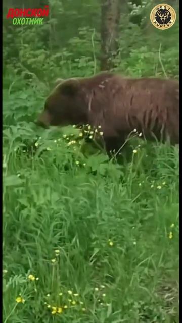 Охота на медведя - Я такого еще не видел Мишка вегетарианец смотреть онлайн