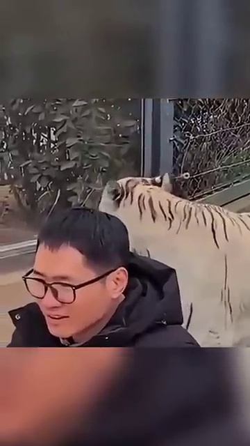 Тигр подкрался сзади смотреть онлайн