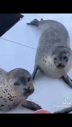 Самое смешное видео!