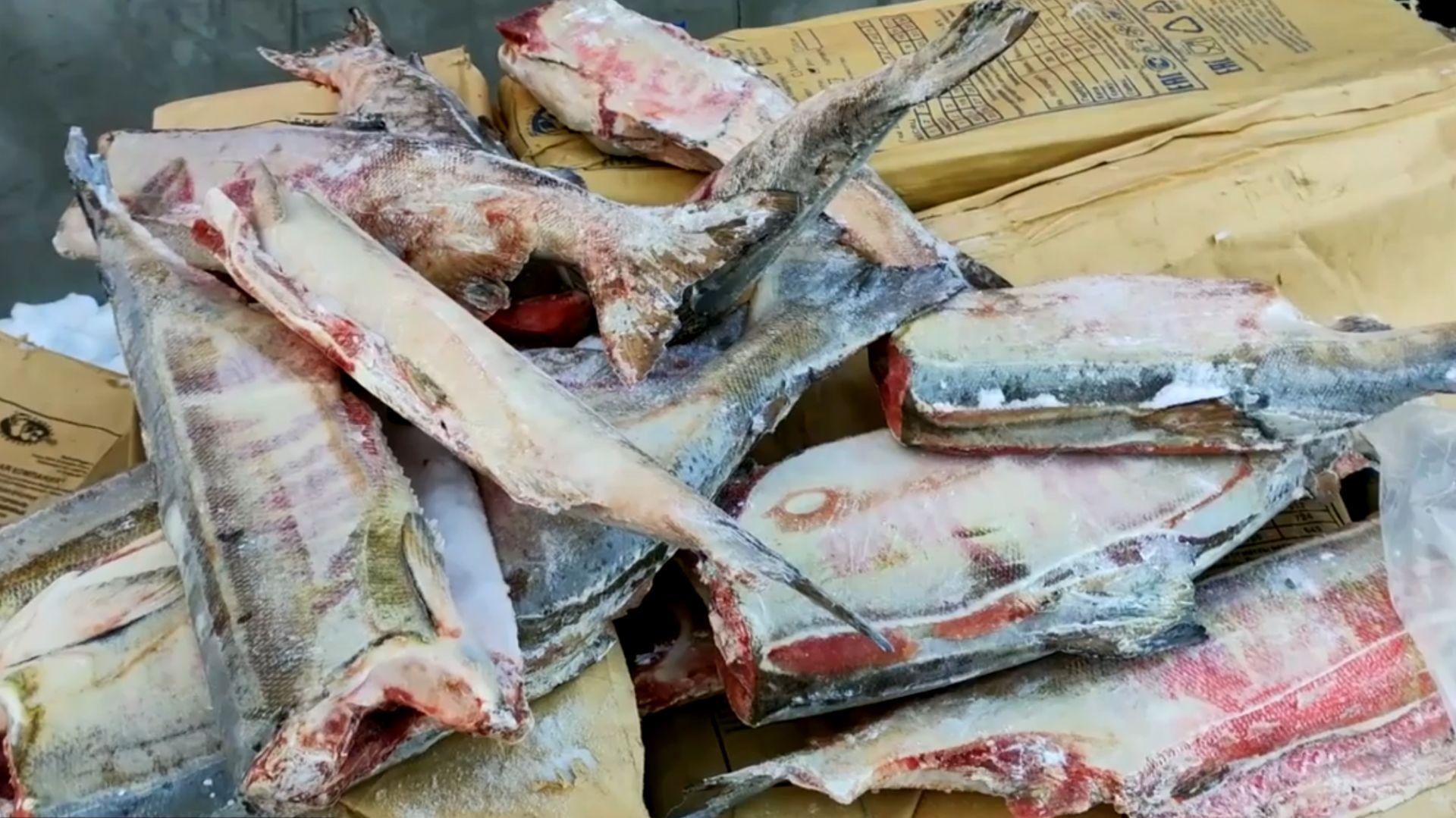 Икру, кету и горбушу передали представителям коренных малочисленных народов в Омсукчане смотреть онлайн