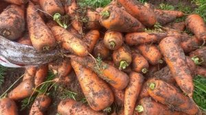 Видео отзыв от 1.12.25 г о применении Стартеко на морковке с.Мартыновка Республика Крым