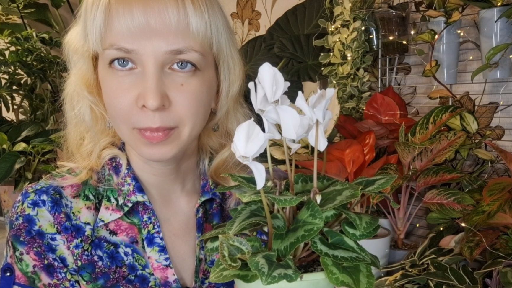 Цикламен- мой уход. смотреть онлайн